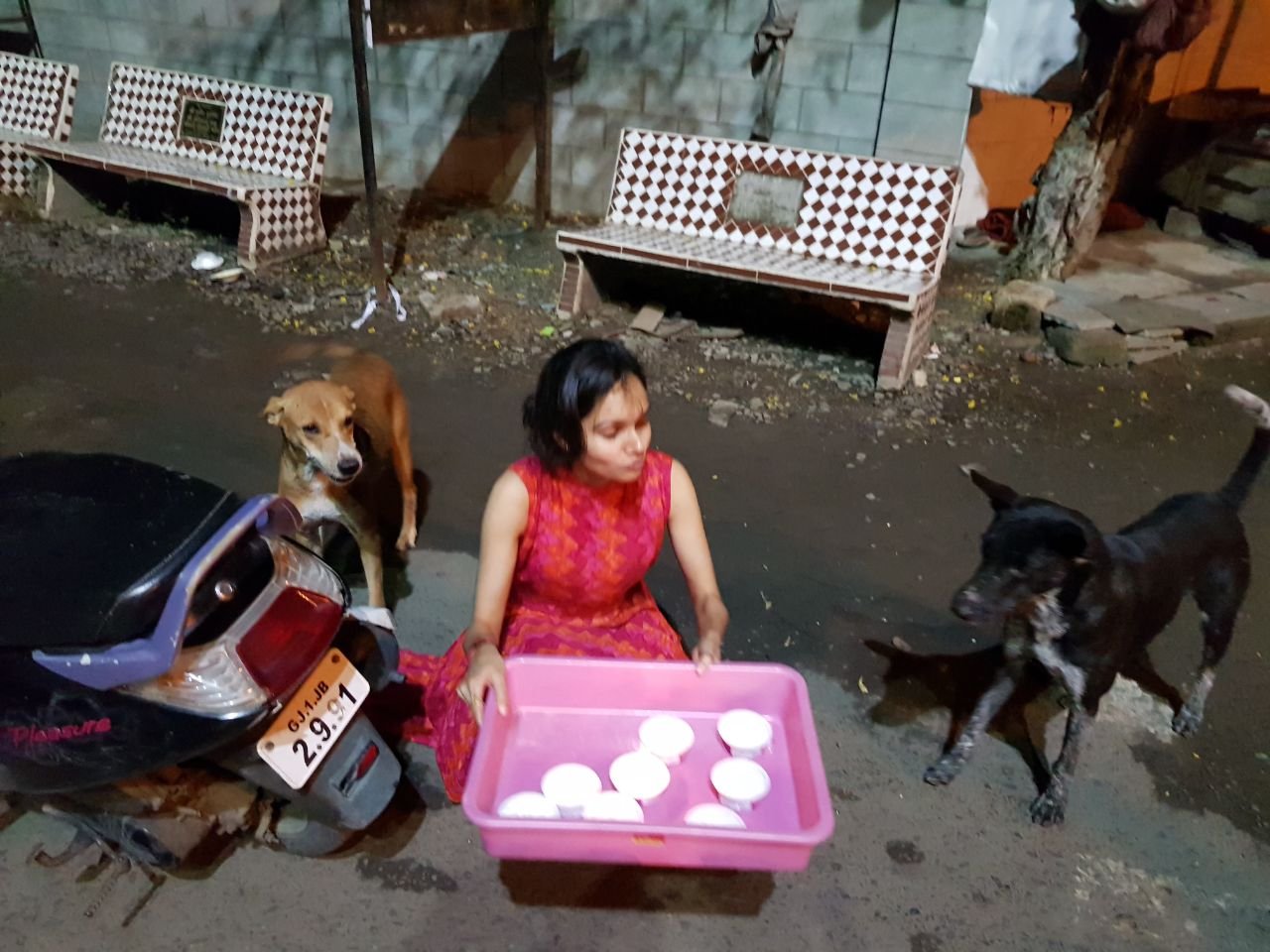 Birthday celebrated by feeding street dogs ice cream
